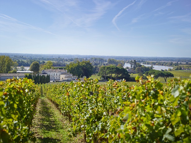 Ch de La Dauphine Vineyard